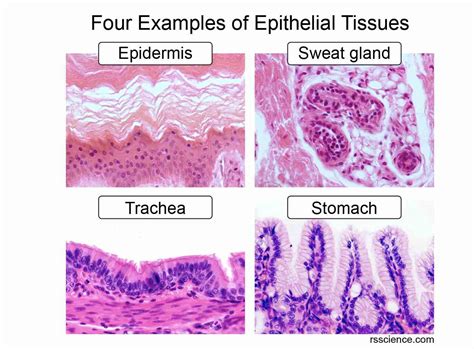 Cell shapes can be squamous (flattened and thin), cuboidal (boxy, as wide as it is tall), or columnar (rectangular, taller than it is wide). . Epithelial tissues have innervation
